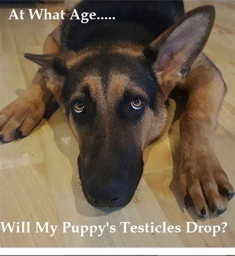 puppy testes drop|puppy balls dropping age.